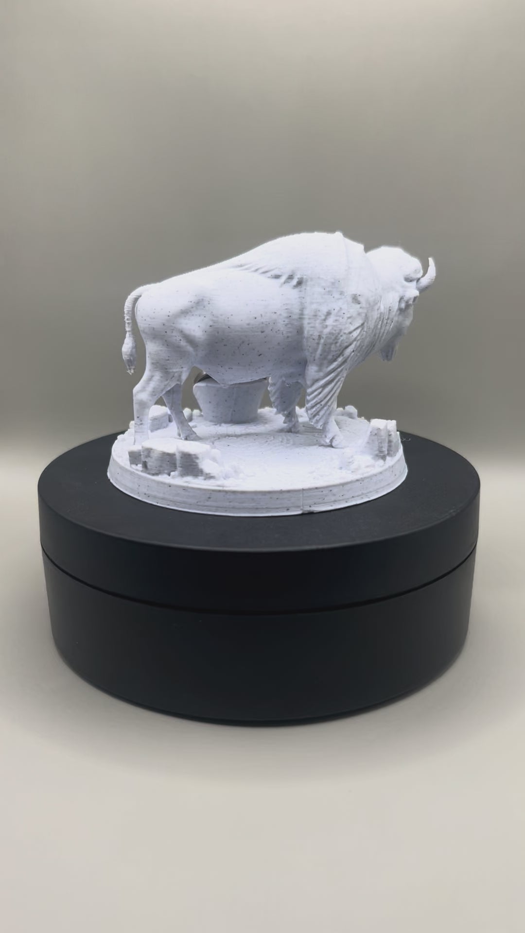 Buffalo Bison Display